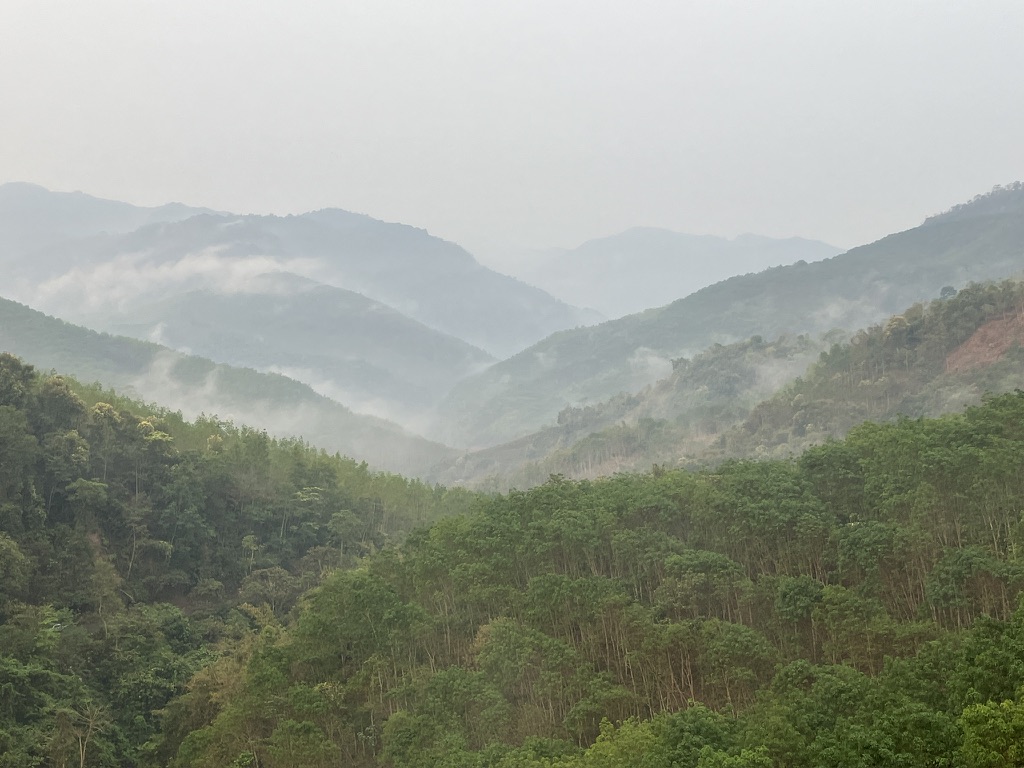 Tea Forests in Yunnan, China, 2025